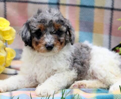 Harlow Mini Poodle2