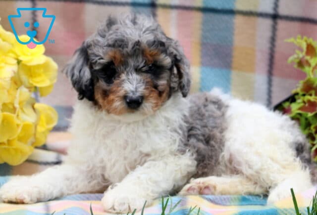 Harlow Mini Poodle2 image