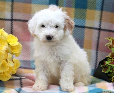Harper Mini Poodle