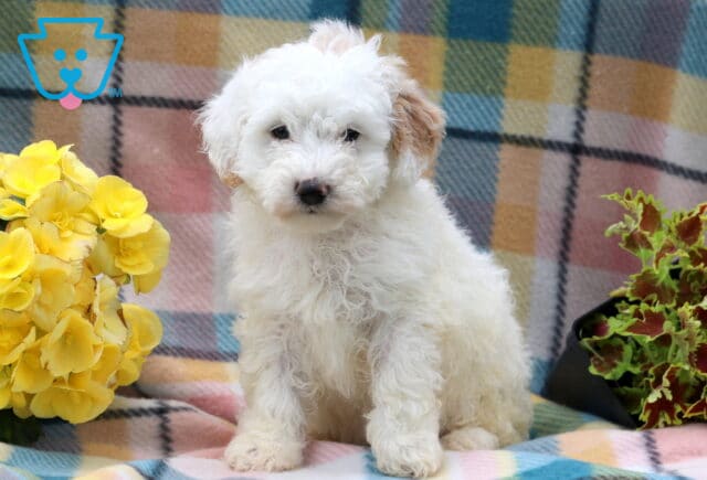 Harper Mini Poodle image