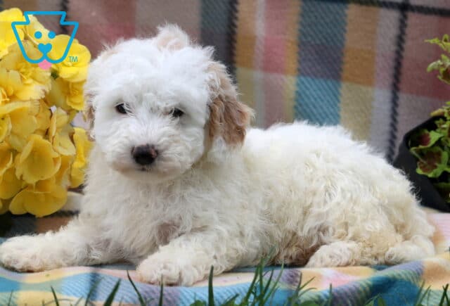 Harper Mini Poodle2 image