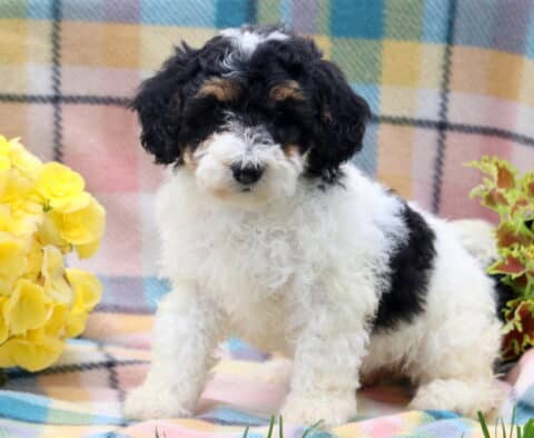 Hatti Mini Poodle