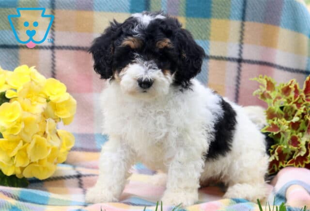 Hatti Mini Poodle image