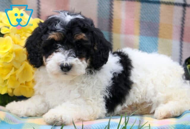 Hatti Mini Poodle2 image