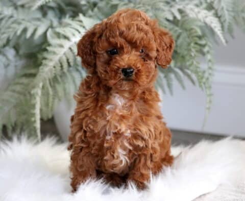 Haven Toy Poodle