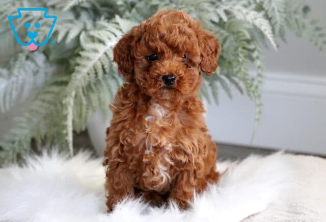Fluffy red Toy Poodle puppy sitting on a white furry rug, posing with a calm expression in front of soft green ferns and a light indoor background. image