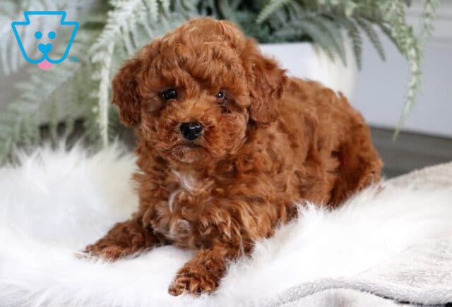 Rich red Toy Poodle puppy with a soft curly coat laying on a white fluffy rug, posing sweetly in front of green fern plants and a soft indoor backdrop. image