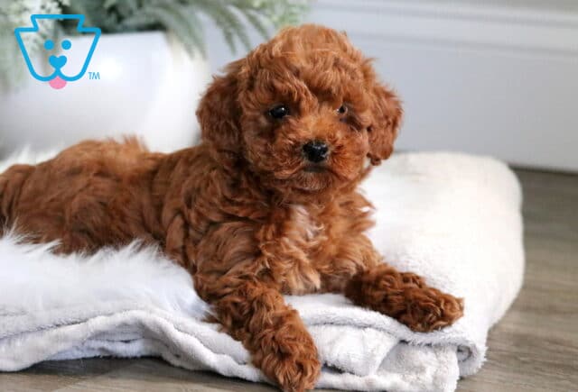 Adorable red Toy Poodle puppy lying on a soft white blanket with a relaxed pose, set indoors on a wood floor with a fern plant in the background. image