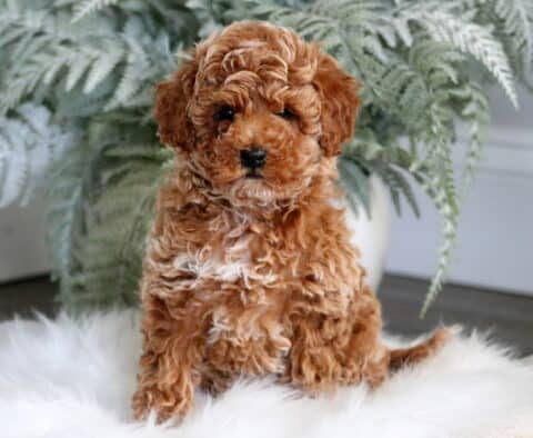 Hazel Toy Poodle