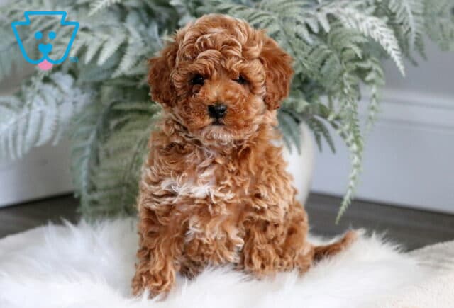 Cute red Toy Poodle puppy sitting on a fluffy white rug with a slight head tilt, surrounded by green fern leaves in a soft indoor setting. image