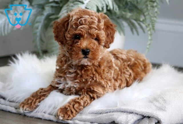 Lovable red Toy Poodle puppy laying on a soft white blanket, gazing gently at the camera with fluffy ferns in the background and cozy indoor lighting. image