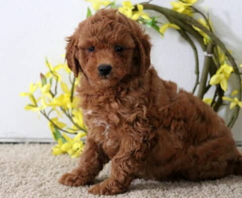 Fluffy red Poodle Mix puppy lying on a carpeted floor in front of decorative yellow flower wreath, looking peacefully into the camera.