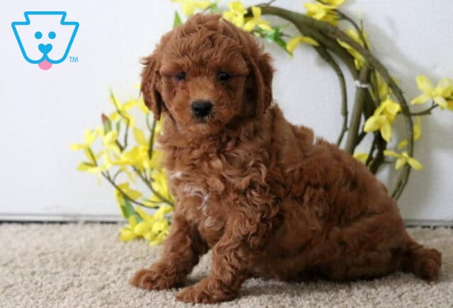 Fluffy red Poodle Mix puppy lying on a carpeted floor in front of decorative yellow flower wreath, looking peacefully into the camera. image