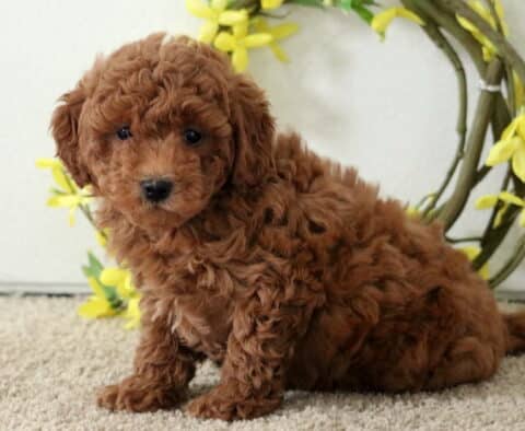 Adorable red Poodle Mix puppy sitting on carpet beside a yellow floral wreath, with a fluffy coat and a curious gaze.