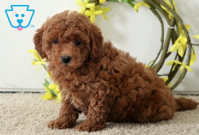 Adorable red Poodle Mix puppy sitting on carpet beside a yellow floral wreath, with a fluffy coat and a curious gaze. image