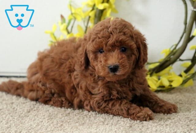Fluffy red Poodle Mix puppy lying on a carpeted floor in front of a decorative yellow flower wreath, looking peacefully into the camera. image