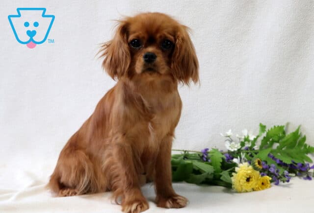 Honey Jo Cavapoo Joe Martin image