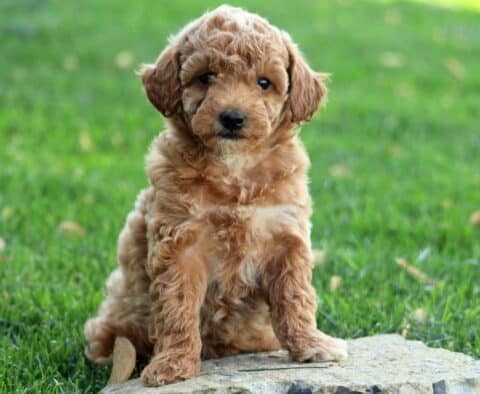 Honey Mini Goldendoodle