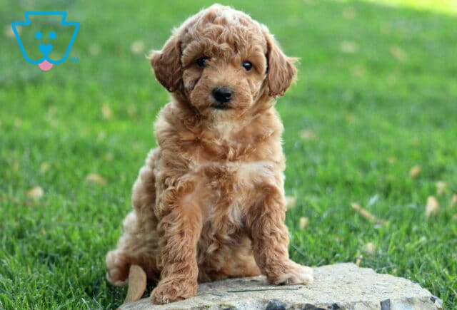 Honey Mini Goldendoodle image