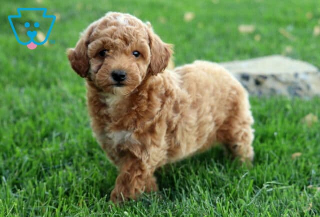 Honey Mini Goldendoodle2 image