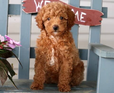 Hope Mini Poodle