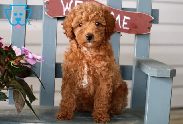 Adorable red Mini Poodle puppy sitting upright on a blue bench with a "Welcome" sign behind and pink flowers to the side. image