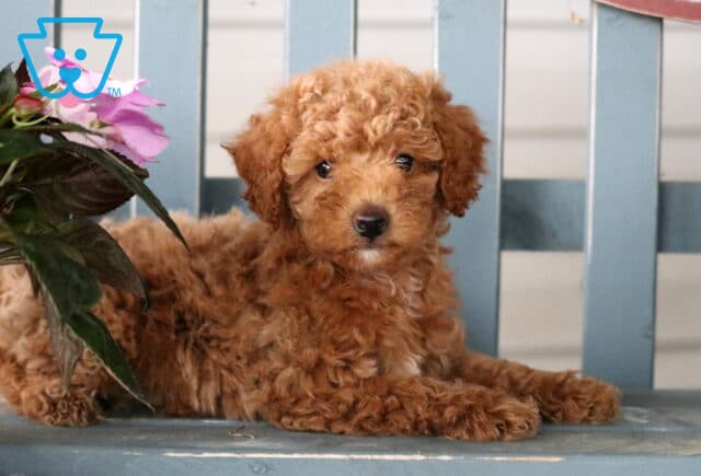 Mini Poodle puppy lounging on a blue bench next to a pot of pink flowers, looking calm and cuddly with its curly apricot fur. image