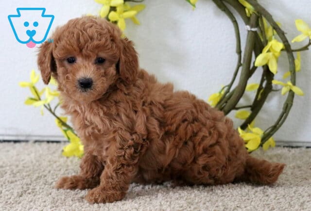 Curly red Poodle Mix puppy sitting upright on carpet in front of a spring wreath with yellow flowers, giving a curious and gentle look. image