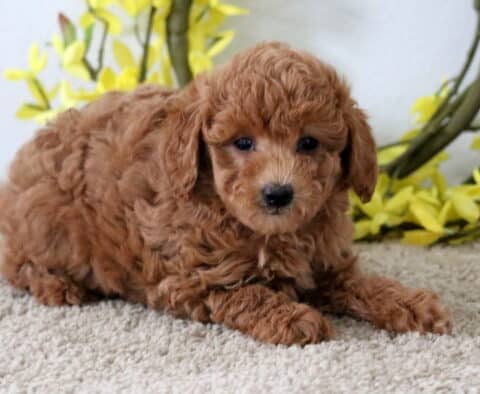 Adorable red Poodle Mix puppy lying on a soft carpet with yellow flowers and a twig wreath behind, looking content and relaxed.