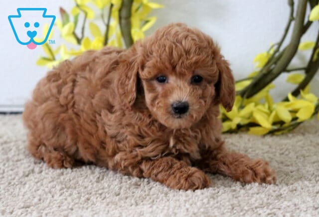 Adorable red Poodle Mix puppy lying on a soft carpet with yellow flowers and a twig wreath behind, looking content and relaxed. image