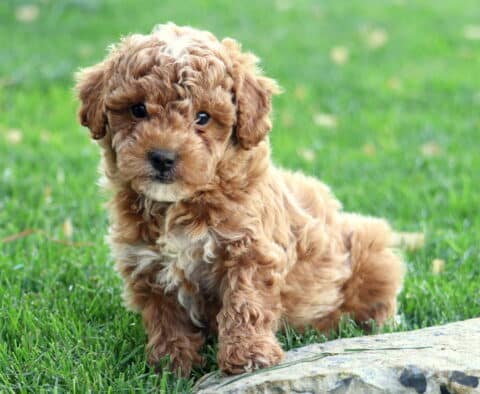 Hudson Mini Goldendoodle