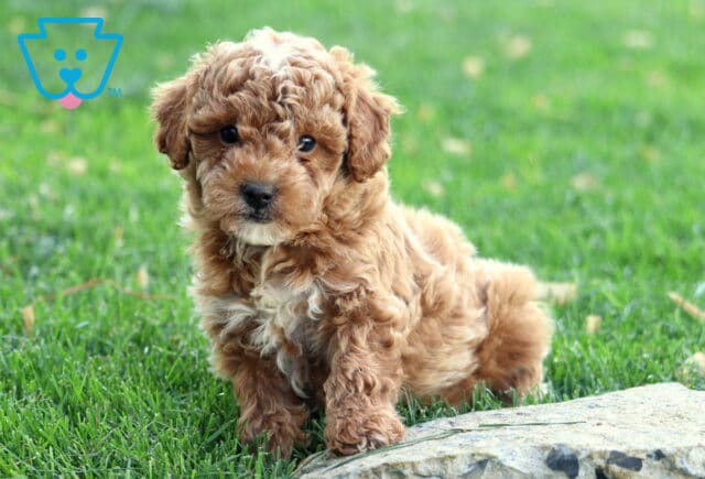 Hudson Mini Goldendoodle image