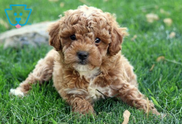 Hudson Mini Goldendoodle2 image