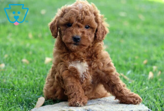 Hunter Mini Goldendoodle image