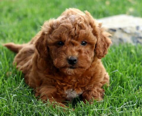 Hunter Mini Goldendoodle2
