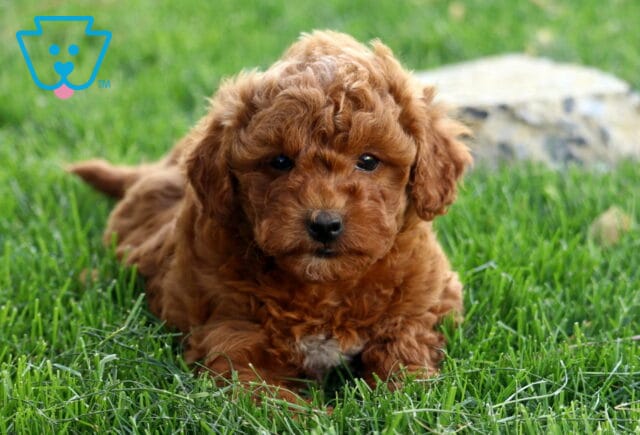 Hunter Mini Goldendoodle2 image