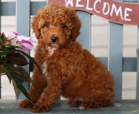 Hunter Mini Poodle
