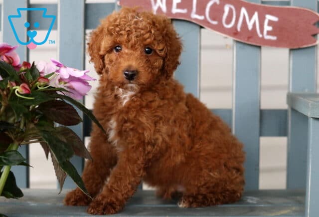 Curly-coated Mini Poodle puppy sitting beside pink flowers on a bench with a "Welcome" sign in the background. image