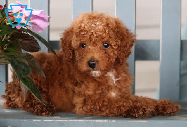 Mini Poodle puppy with a soft curly coat lying down near a potted plant on a blue bench, gazing sweetly at the camera. image