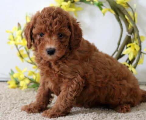 Curly red Poodle Mix puppy sitting on a carpeted floor with a yellow floral wreath in the background, looking sweetly at the camera.