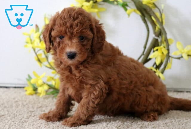 Curly red Poodle Mix puppy sitting on a carpeted floor with a yellow floral wreath in the background, looking sweetly at the camera. image