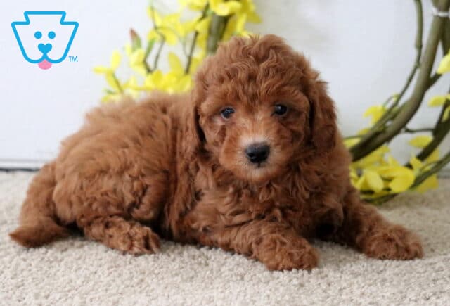 Fluffy red Poodle Mix puppy lying on carpet in front of a decorative wreath with yellow flowers, looking directly at the camera with a calm expression. image