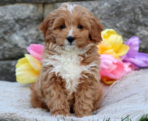 Jack Cavapoo