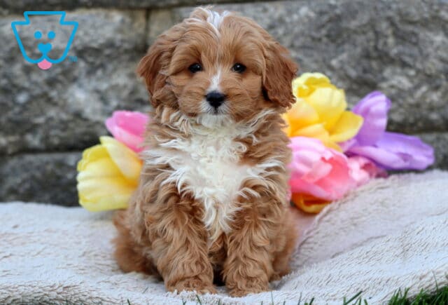 Fluffy reddish Cavapoo puppy sitting upright on a soft beige blanket, showing a bright white chest, with colorful tulips behind it. image
