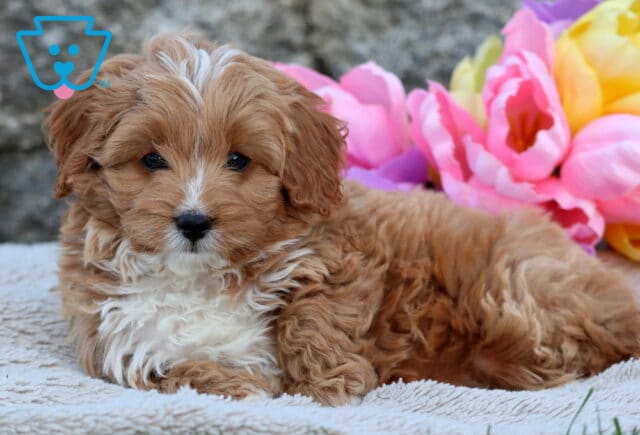 Reddish-brown and white Cavapoo puppy relaxing on a soft cream blanket, surrounded by vivid pink, purple, and yellow tulips in full bloom. image