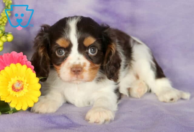 Tricolor Cavalier King Charles Spaniel puppy with a white coat, dark brown markings, and tan eyebrows, lying on a soft purple blanket next to bright yellow and pink flowers with green berry accents. image