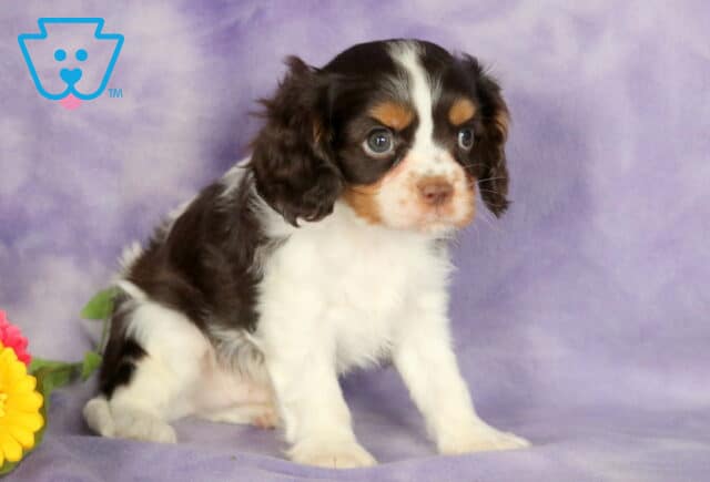 Tricolor Cavalier King Charles Spaniel puppy with a mostly white body, dark brown patches, and tan markings on the face, sitting on a soft purple blanket beside pink and yellow flowers. image