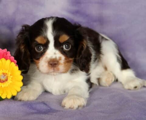 Sweet faced tri-color Cavalier King Charles Spaniel puppy lying on a purple blanket, with expressive eyes and a flower arrangement of pink and yellow blooms on the side.