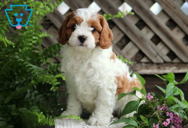 Jade Cavapoo image