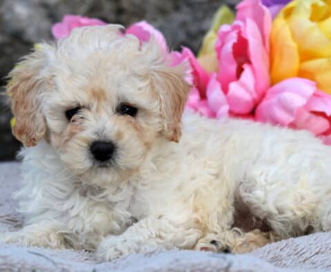 Jade Cavapoo